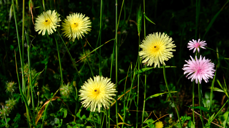 2025_05_05_075040_apulien-2025.jpg - Frühjahrsblüher