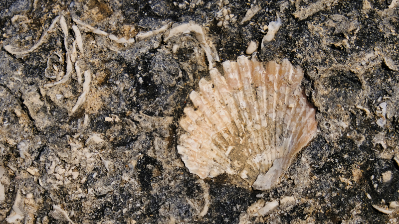 2025_05_05_101312_apulien-2025.jpg - Strandgut
