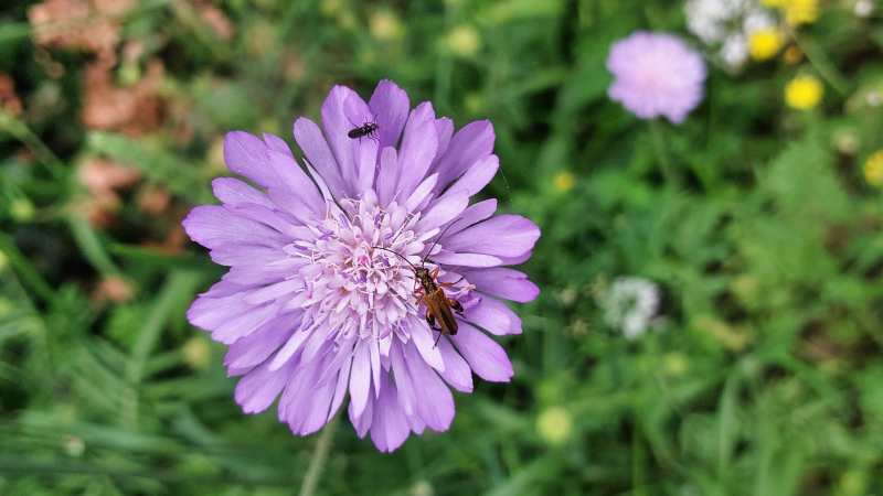 2025_05_11_115559_apulien-2025.jpg - Unterwges immer wieder tolle Blumen