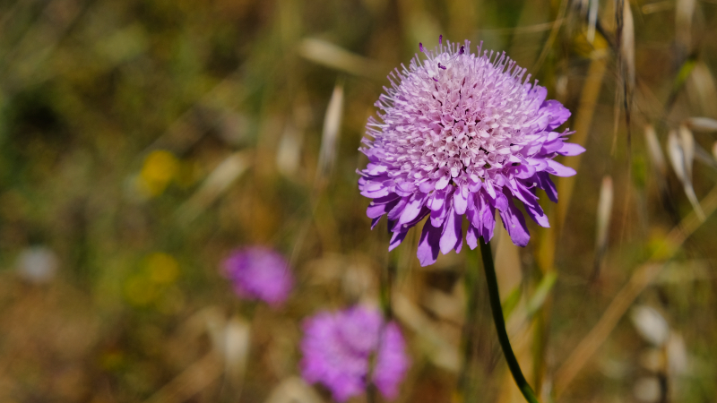 2025_05_12_122302_apulien-2025.jpg - Unterwges immer wieder tolle Blumen