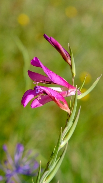 2025_05_05_075008_apulien-2025.jpg - Wildgladiole (Gladiolus italicus)