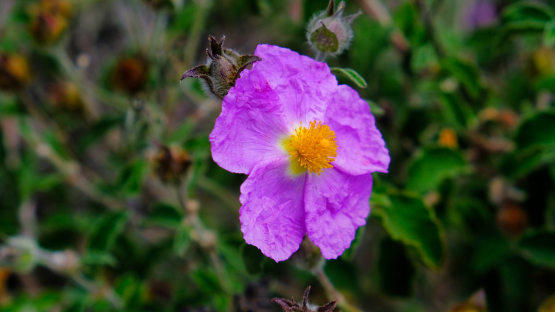 2025_05_05_100716_apulien-2025.jpg - Kretische Zistrose (Cistus creticus)