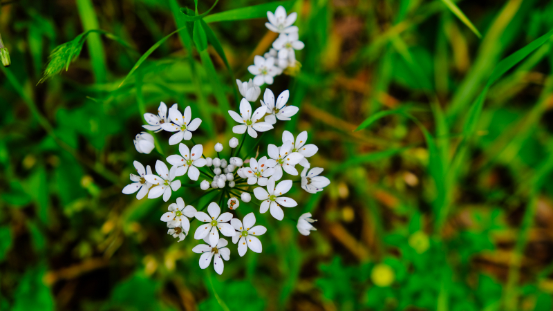2025_05_06_110942_apulien-2025.jpg - Neapolitanischer Lauch (Allium neapolitanum)