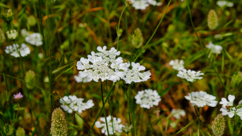 2025_05_06_134427_apulien-2025.jpg - Weiße Spitzenblume (Orlaya grandiflora)