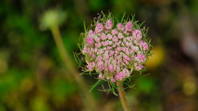 2025_05_08_090026_apulien-2025.jpg - Wilde Möhre (Daucus carota)