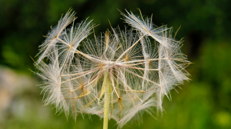 2025_05_08_090444_apulien-2025.jpg - Wiesenbocksbart (Tragopogon pratensis) - Fruchtstand