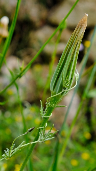 2025_05_08_091714_apulien-2025.jpg - Wiesenbocksbart (Tragopogon pratensis) - abgeblüht