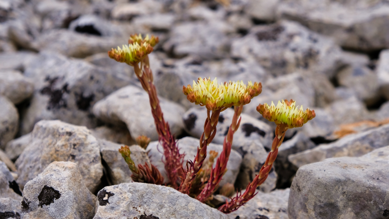 2025_05_08_112512_apulien-2025.jpg - Ockergelbe Fetthenne (Sedum ochroleucum)