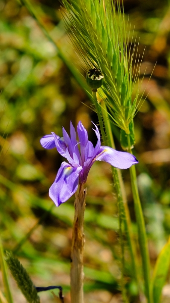 2025_05_12_122522_apulien-2025.jpg - Blaue Iris (Moraea Polystachya)