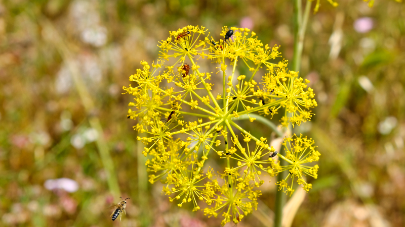 2025_05_14_115306_apulien-2025.jpg - Gewöhnlicher Fenchel(Foeniculum vulgare)
