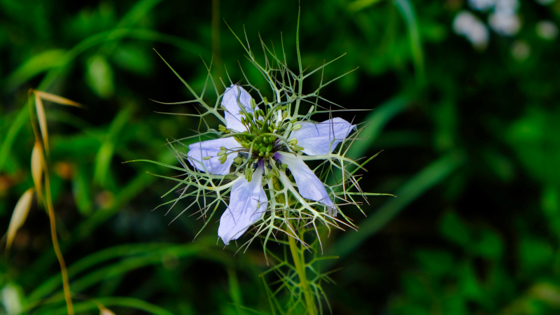 2025_05_14_115350_apulien-2025.jpg - Jungfer im Grünen (Nigella damascena) (Schwarzkümmel)