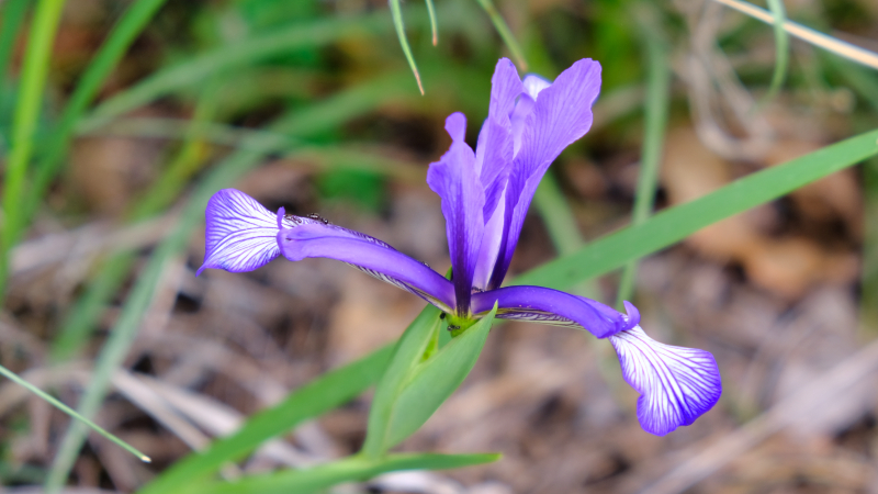 2025_05_14_121014_apulien-2025.jpg - Iris spuria subsp. maritima