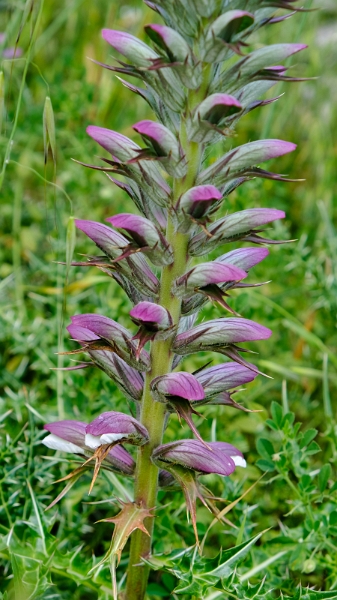 2025_05_17_103710_apulien-2025.jpg - Wahrer Bärenklau (Acanthus mollis)