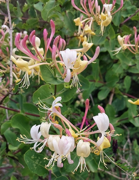 2025_05_17_180743_apulien-2025.jpg - Waldgeißblatt (Lonicera periclymenum)