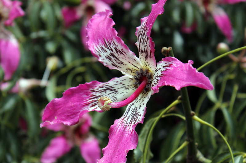 2015-02-05_11-58-47_argentinien-2015.jpg - FLORETTSEIDENBAUM (WOLLBAUM)Botanischer Name: Chorisia speciosa