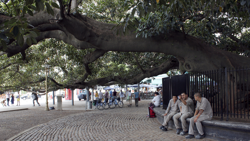 2015-02-05_13-00-53_argentinien-2015.jpg - Riesenficus - Gomero de la Recoleta