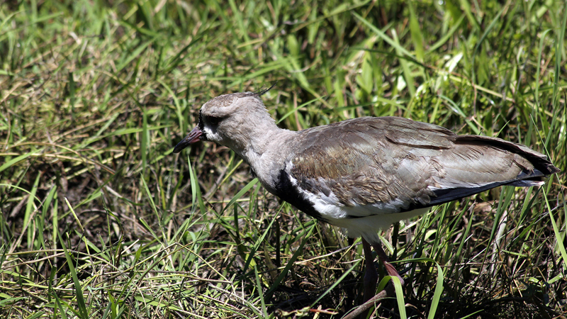 2015-02-07_11-53-39_argentinien-2015.jpg - Tero (Vanellus chilensis lampronotus) - eine Kirebitzart