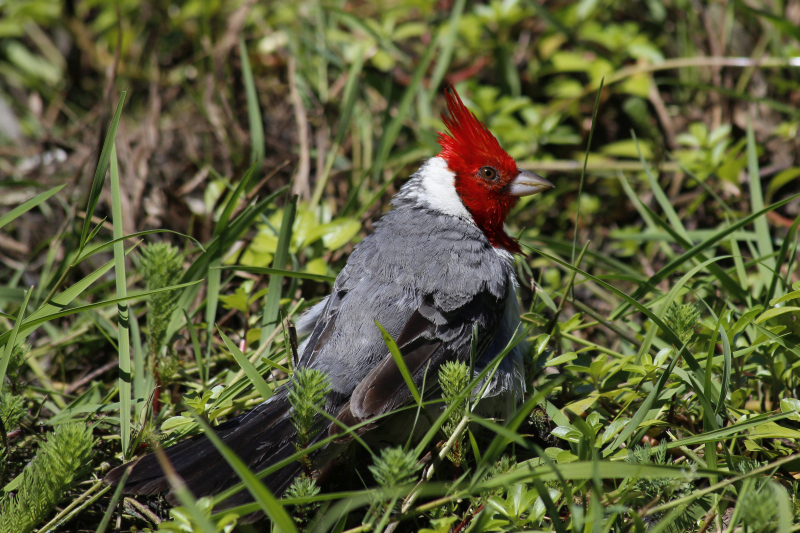 2015-02-07_11-55-28_argentinien-2015.jpg - Grraukardinal (Paroaria coronata)