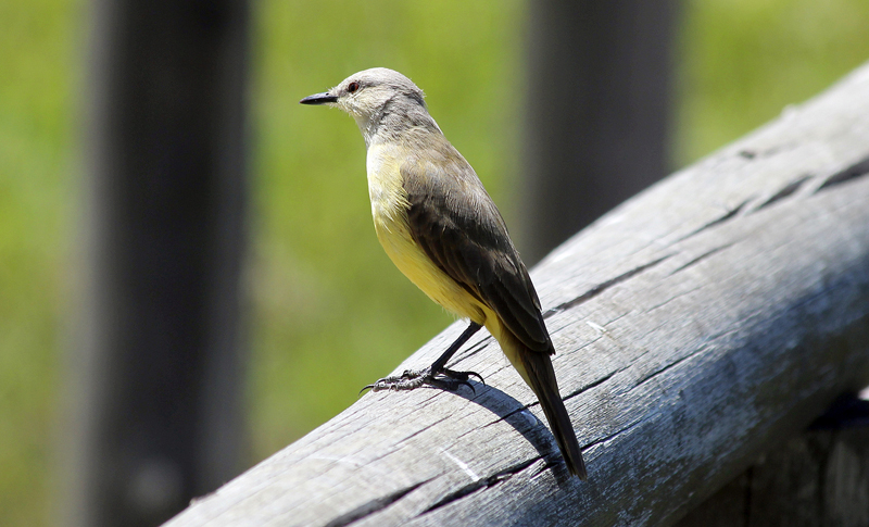 2015-02-07_12-06-17_argentinien-2015.jpg - Ca. 350 Vogelarten leben hier