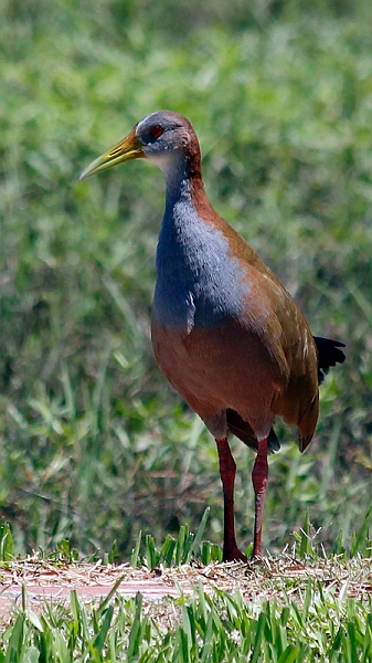 2015-02-07_12-08-58_argentinien-2015.jpg - Ypecaharalle (Aramides ypecaha)