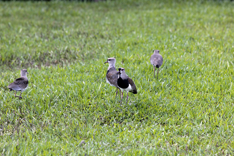 2015-02-07_14-41-34_argentinien-2015.jpg - Sdlicher Kiebitz (Vanellus chilensis)