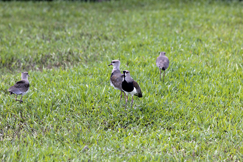 2015-02-07_14-41-34_argentinien-2015.jpg - Sdlicher Kiebitz (Vanellus chilensis)