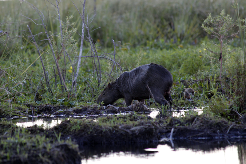 2015-02-07_18-01-11_argentinien-2015.jpg - Wasserschwein in seiner Lieblingsumgebung