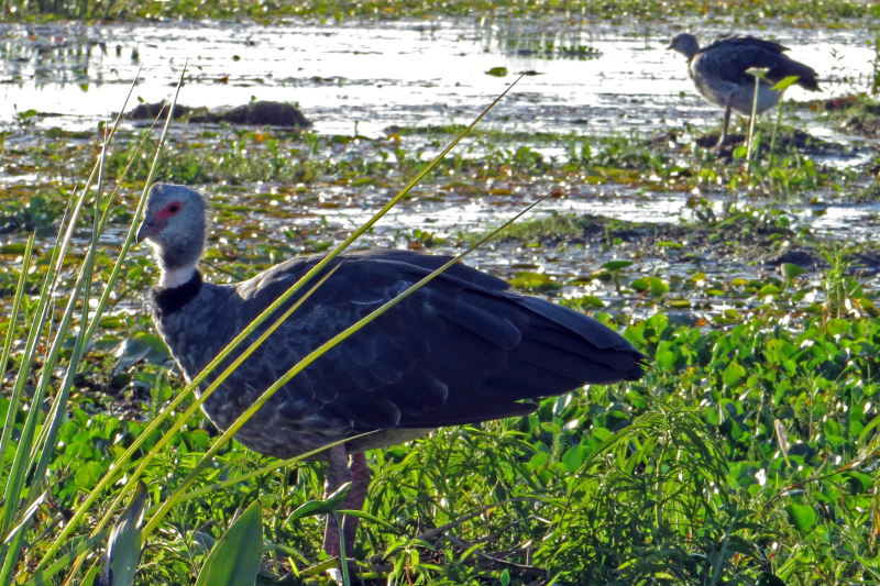 2015-02-07_18-41-43_argentinien-2015.jpg - Halsband-Wehrvogel (Chauna torquata), auch Tschaja genannt