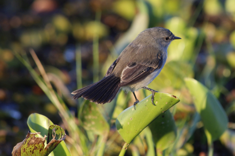 2015-02-07_19-14-35_argentinien-2015.jpg - Ca. 350 Vogelarten leben hier