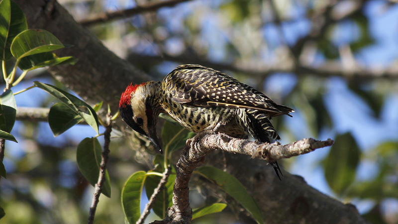 2015-02-08_08-44-31_argentinien-2015.jpg - Grnbindenspecht (Colaptes melanochloros)