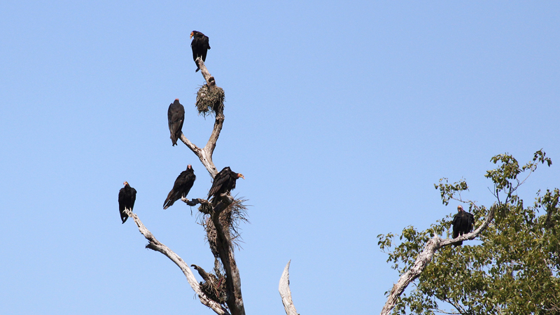 2015-02-08_10-17-27_argentinien-2015.jpg - Truthahngeier (Cathartes aura)