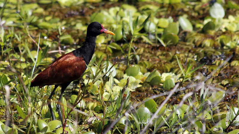 2015-02-08_10-18-25_argentinien-2015.jpg - Rotstirn-Blatthhnchen (Jacana jacana)