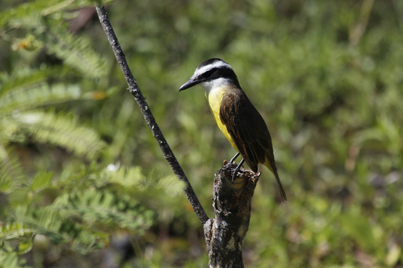 2015-02-08_10-19-33_argentinien-2015-x.jpg - Schwefelmaskentyrann (Pitangus sulphuratus)