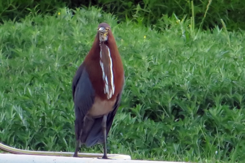 2015-02-09_06-51-10_argentinien-2015.jpg - Marmorreiher (Tigrisoma lineatum) - erwachsener Vogel