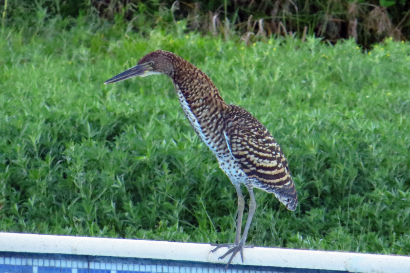 2015-02-09_06-52-11_argentinien-2015.jpg - Marmorreiher (Tigrisoma lineatum) - Jungvogel