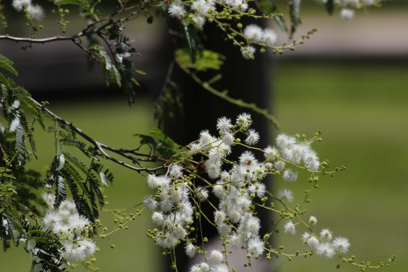 2015-02-07_12-02-13_argentinien-2015.jpg - Flora in den Esteros del Iber