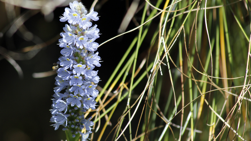 2015-02-07_12-03-51_argentinien-2015.jpg - Flora in den Esteros del Iber