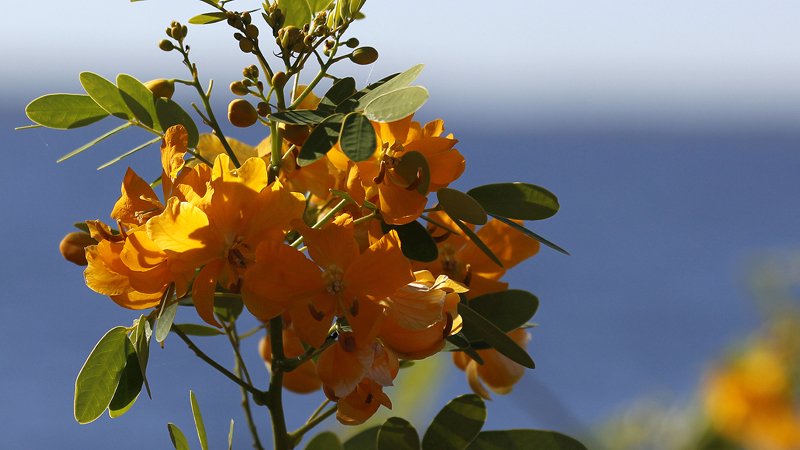 2015-02-08_08-45-58_argentinien-2015.jpg - Flora in den Esteros del Iber