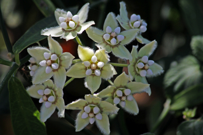 2015-02-08_10-49-54_argentinien-2015.jpg - Flora in den Esteros del Iber