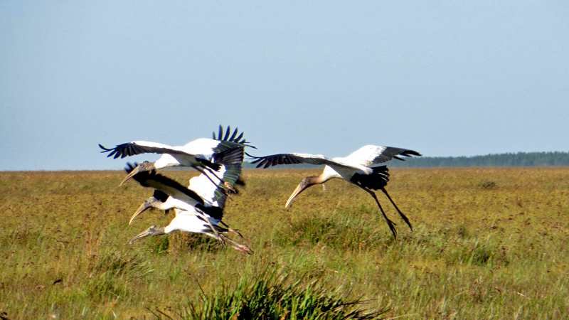 2015-02-09_08-28-49_argentinien-2015.jpg - Jabiru (Jabiru mycteria) - ein Storch mit 2,50 m Flgelspannweite