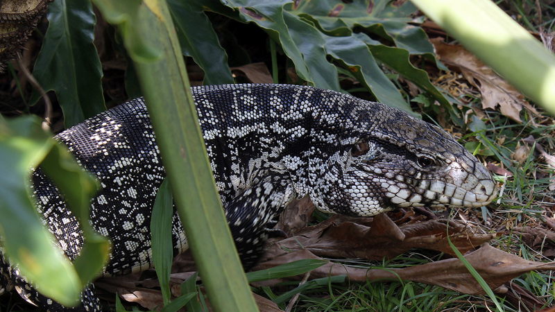 2015-02-10_15-29-04_argentinien-2015.jpg - Schwarzweier Teju (Tupinambis merianae)