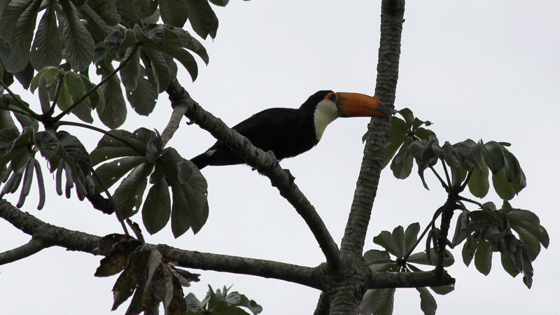 2015-02-11_09-28-51_argentinien-2015.jpg - Riesentukan (Ramphastos toco)