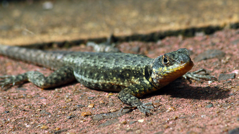 2015-02-11_09-59-04_argentinien-2015.jpg - Kleines Reptil