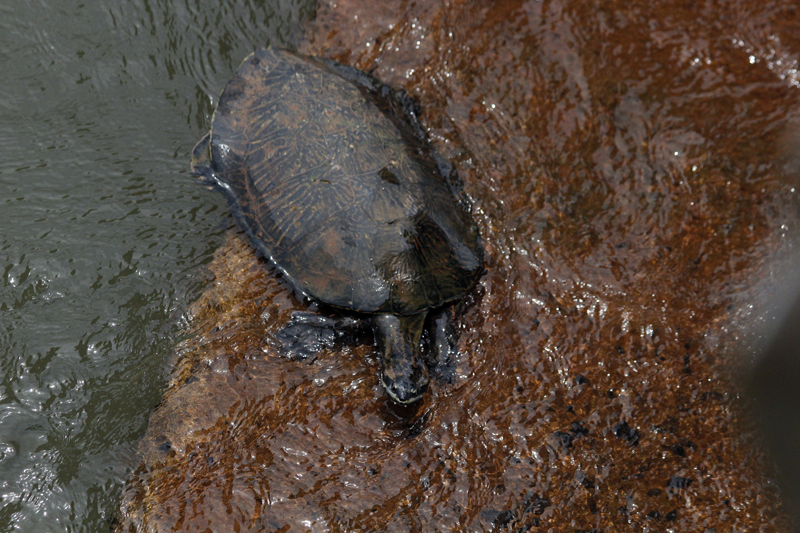 2015-02-11_12-55-32_argentinien-2015.jpg - Wasserschildkrte