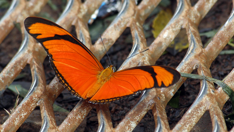 2015-02-11_13-39-13_argentinien-2015.jpg - Julia-Schmetterling (Dryas iulia)