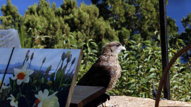 2015-02-13_11-05-38_argentinien-2015.jpg - Chimango (Milvago chimango) am Huapissee