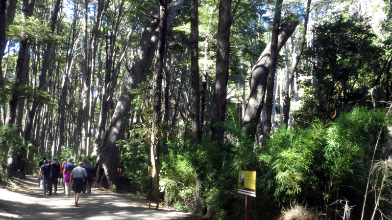 2015-02-13_11-54-52_argentinien-2015.jpg - Spaziergang am Huapisee durch einen Wald mit Sdbuchen, Myrthenbumen und Fuchsien