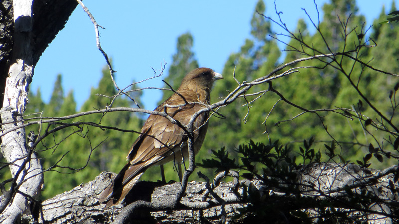 2015-02-14_17-14-39_argentinien-2015.jpg - Chimango (Milvago chimango)