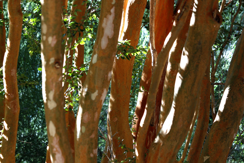 2015-02-14_18-01-58_argentinien-2015.jpg - Myrtenbume (Luma apiculata)