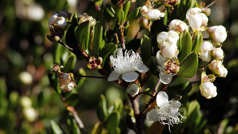 2015-02-14_18-45-02_argentinien-2015.jpg - Myrtenblten (Luma apiculata)